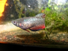 regular female beta