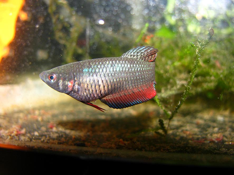 regular female beta