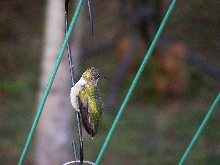 Resting Hummingbird
