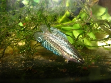 Strange fins