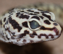 leo