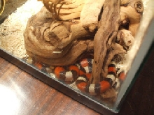 Loki