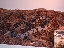 cane1