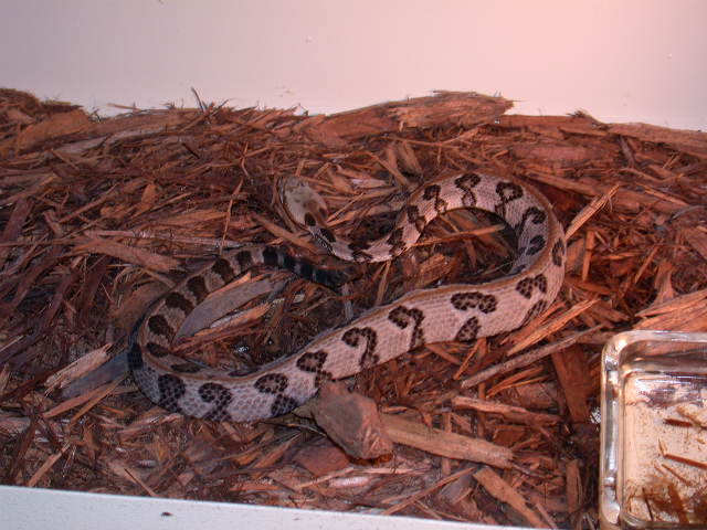 cane1