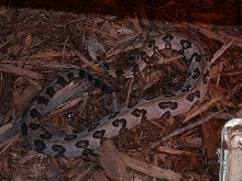 cane2