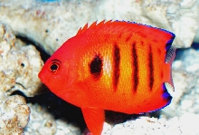 Saltwater - Austin Aquariums