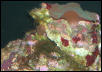 Saltwater Photos
