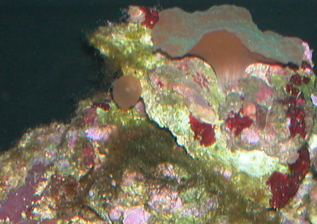 Saltwater Photos