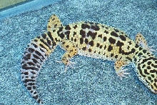 fat tail