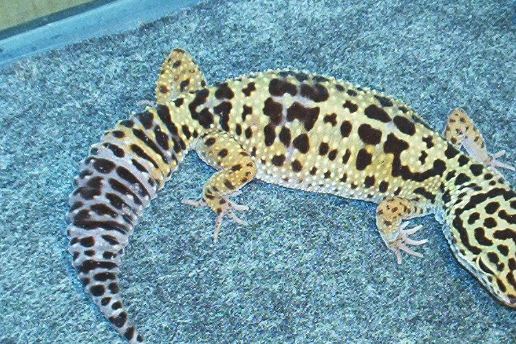 fat tail