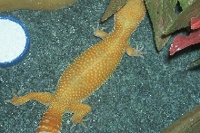 urban ge[bleep]o female
