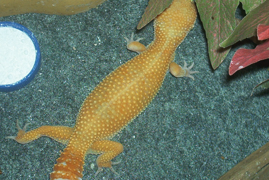 urban ge[bleep]o female