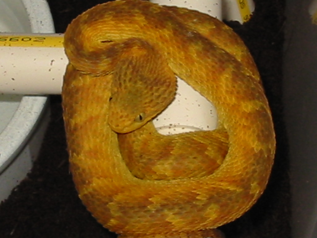 female squamiger