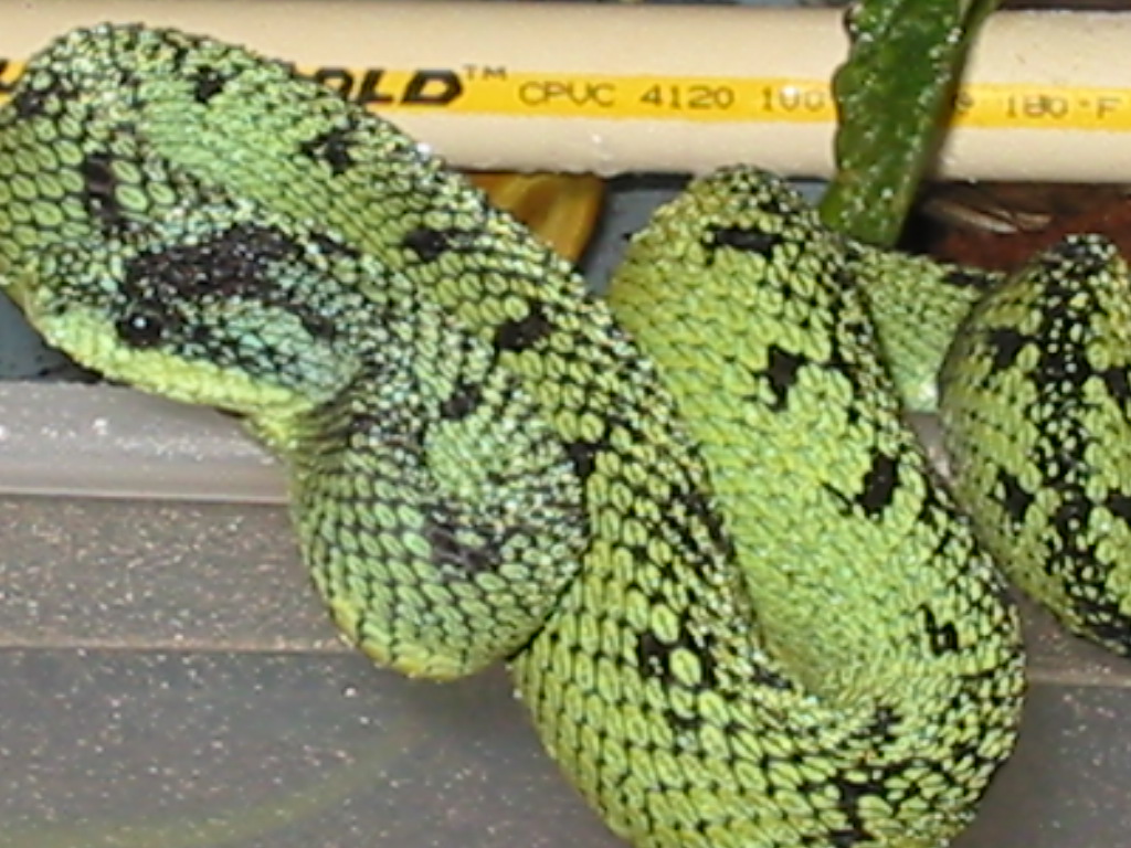 female ntschei
