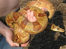 Ebv red hypo 2006