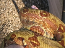 Female EBV red group hypo