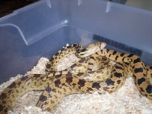 adult female deserticola