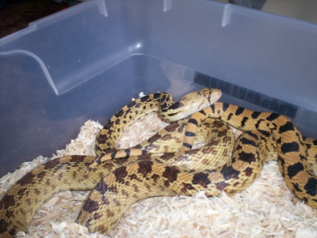 adult female deserticola