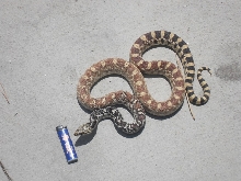 COLORADO BULL SNAKE
