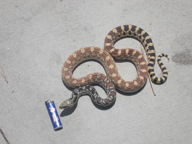 COLORADO BULL SNAKE