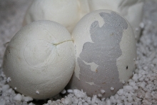 eggs
