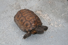 Tortoise ID