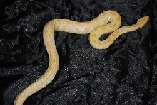 06 ALBINO BURMESE