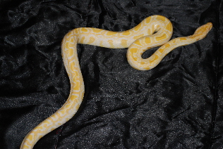 06 ALBINO BURMESE