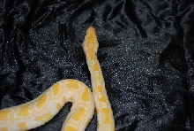 06 ALBINO BURMESE