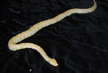 06 ALBINO BURMESE