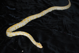 06 ALBINO BURMESE