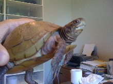 tortoise?