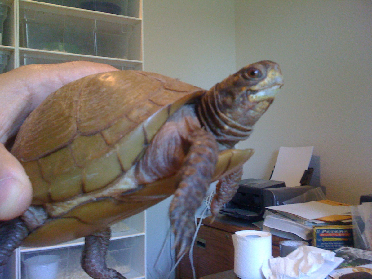 tortoise?
