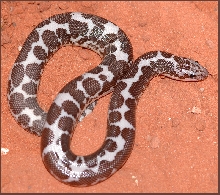 Anery female