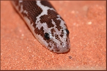2004 After shed picture of my Anery female