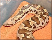 2002 female Eryx  Conicus
