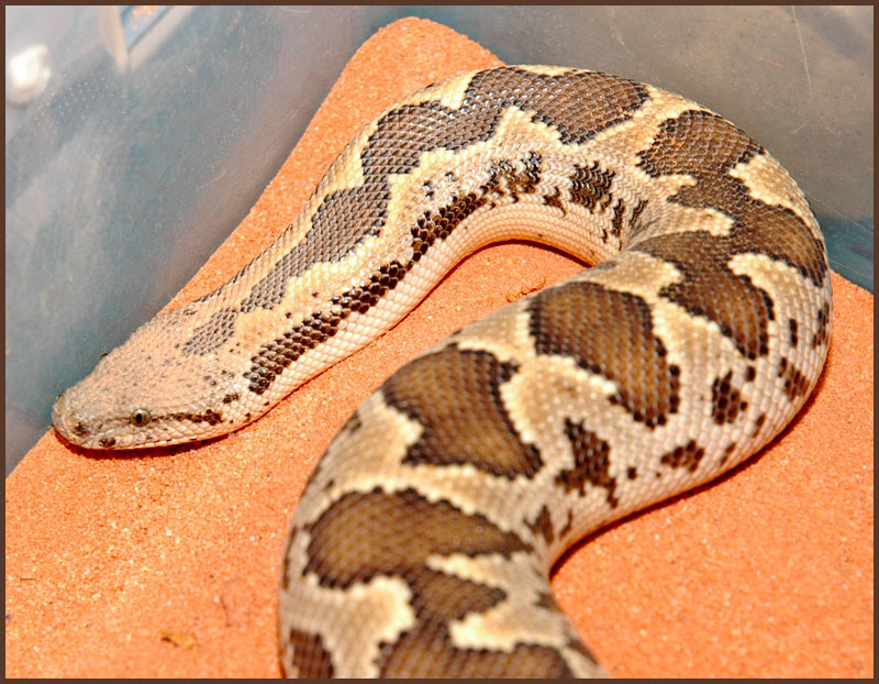 2002 female Eryx  Conicus