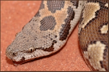 Close-up of 2004 Female Eryx Conicus