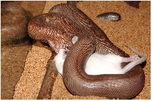 2003 Male Eryx johni eating.....