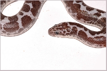 2004 Female Anery