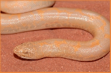 2004 Female albino