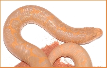 2004 Female albino
