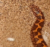 Bell's line gravid female of Kenyan Sand Boa