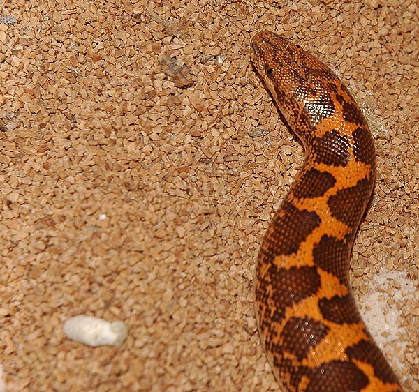 Bell's line gravid female of Kenyan Sand Boa