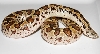 Gongylophis [Eryx] conicus from unknown breder
