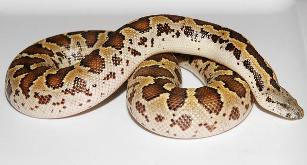 Gongylophis [Eryx] conicus from unknown breder