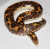 Bell's stock  male of Kenyan Sand Boa