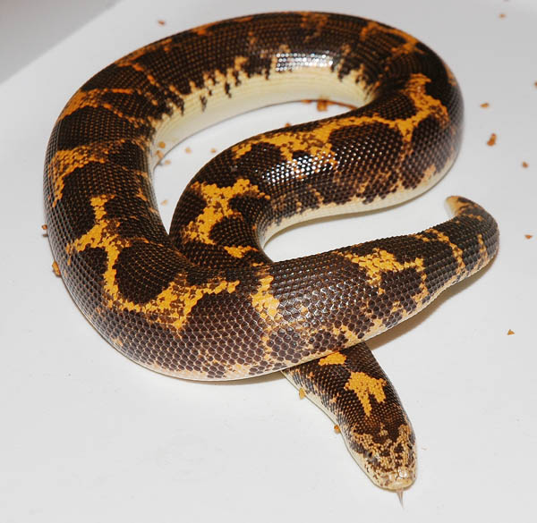 Bell's stock  male of Kenyan Sand Boa