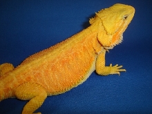 Stardust HypoTransSuperCitrus female