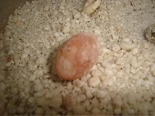 red eggs